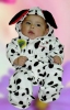 dalmata