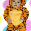 tigre2