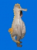 caballitodemar